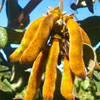 Mucuna itchy extract - Libidex Composition 